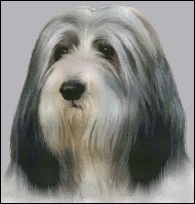(image for) Bearded Collie (No Background)